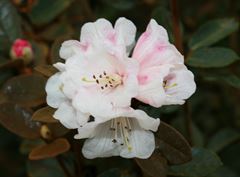R.tsariense "Yum- Yum"